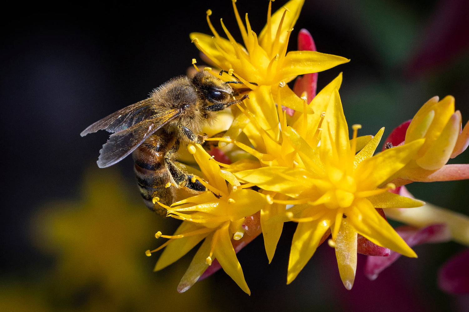 Premium Beeswax Products