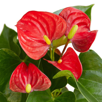 Premier Houseplants Shipped to You