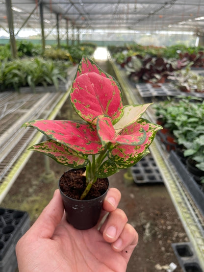 Chinese Evergreen 'Lady Valentine'