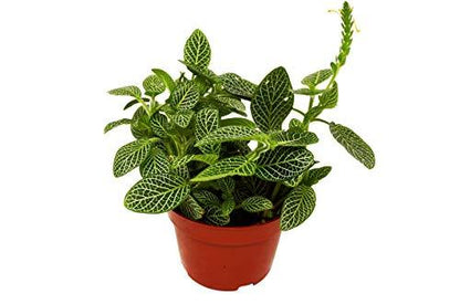 Fittonia 'White Nerve Plant'