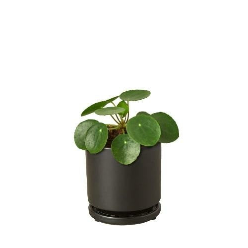 Pilea Peperomioides 'Chinese Money'