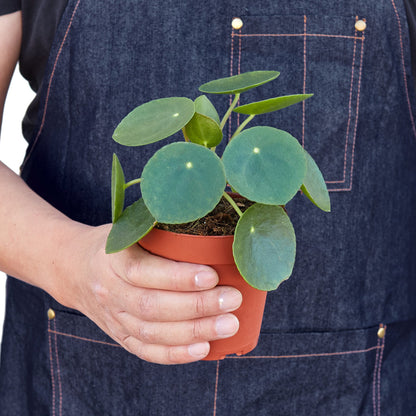 Pilea Peperomioides 'Chinese Money'